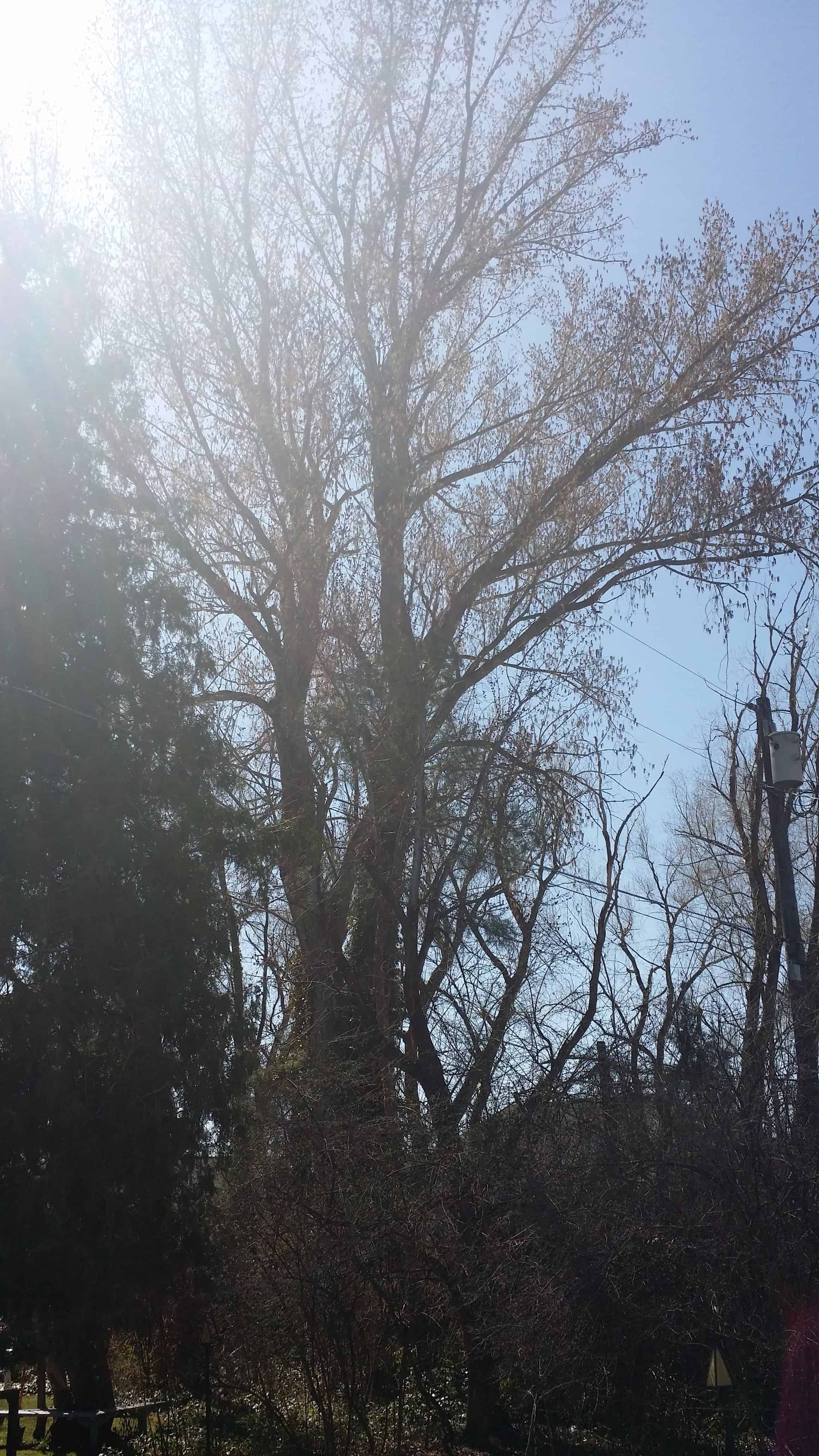 Brookside Tallest Tree | JacobBarlow.com