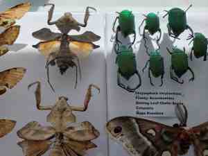 Hoy Insect Museum | JacobBarlow.com