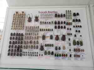 Hoy Insect Museum | JacobBarlow.com
