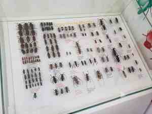 Hoy Insect Museum | JacobBarlow.com