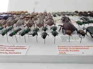 Hoy Insect Museum | JacobBarlow.com