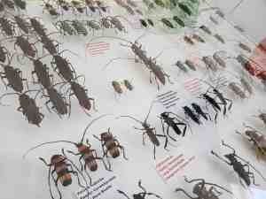 Hoy Insect Museum | JacobBarlow.com
